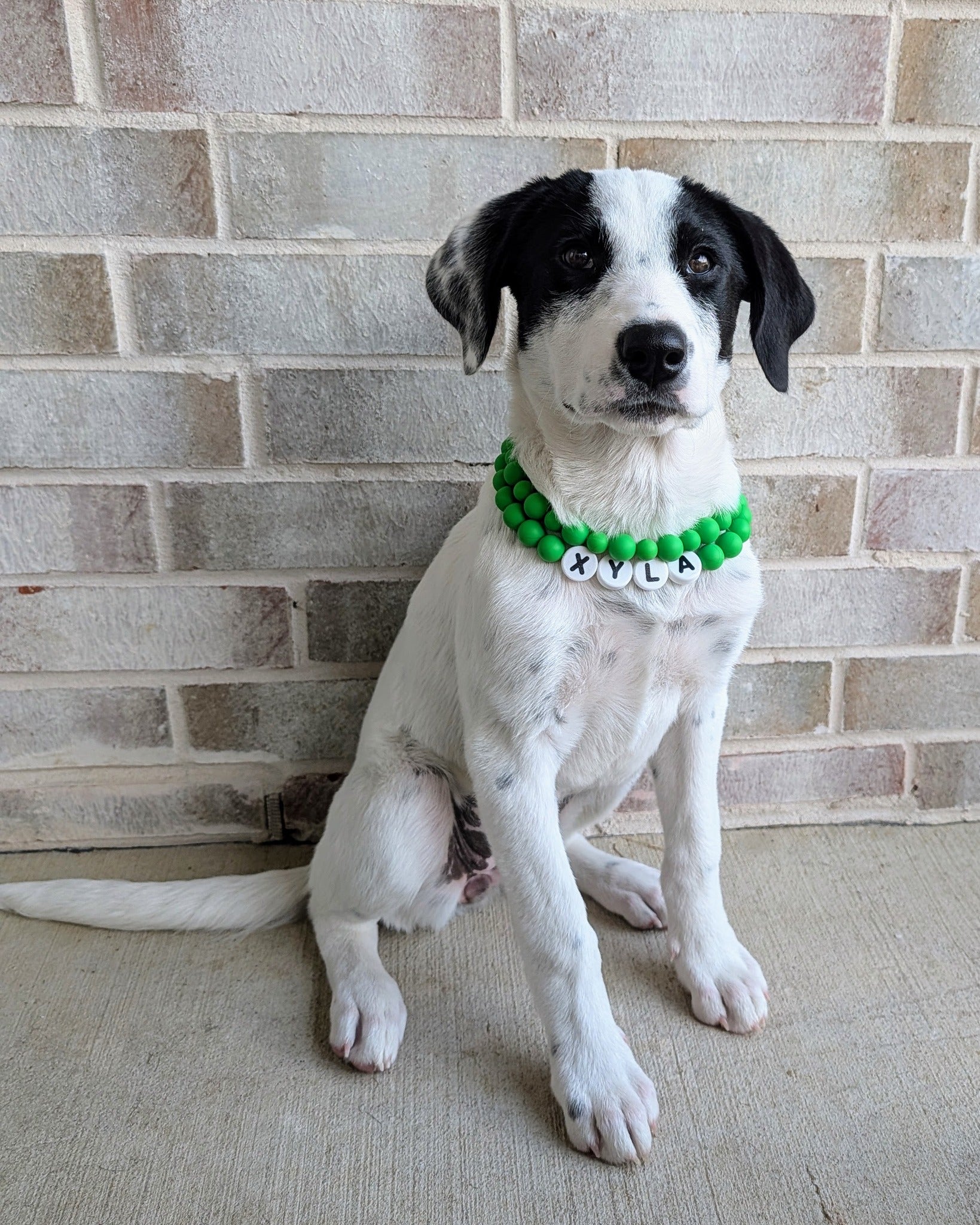 Custom Pet Name Necklace
