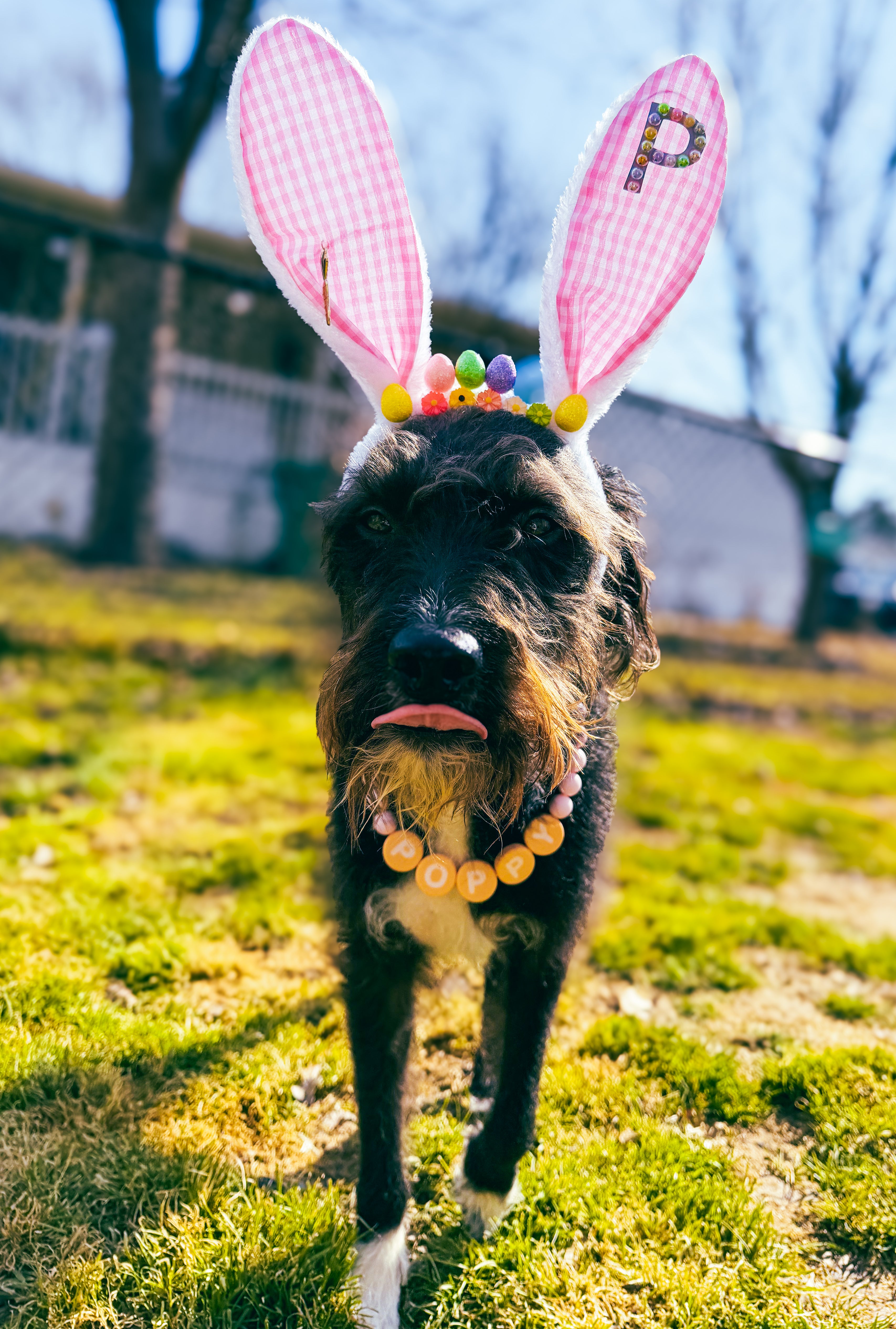 Custom Bling Bunny Ears